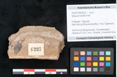 Foto (Objekt + Etikett) von Sequoia hardtii Endl. (NHMW-GEO-2024-0188-8237)